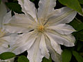 Clematis Ishobel IMG_5970 Powojnik